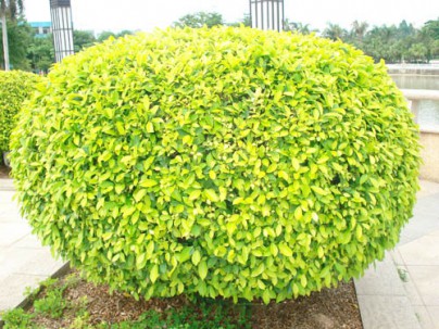 东莞园林绿化工程